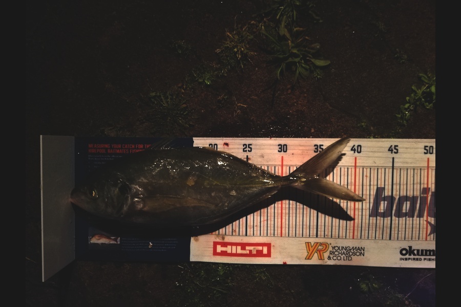 Raymond Edwards caught this 34.5cm Trevally at Coromandel  during The Export NZ Fishing Competition