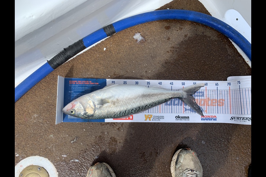 Andre Stickling caught this 53.5cm Kahawai at Kawhia during The Export NZ Fishing Competition