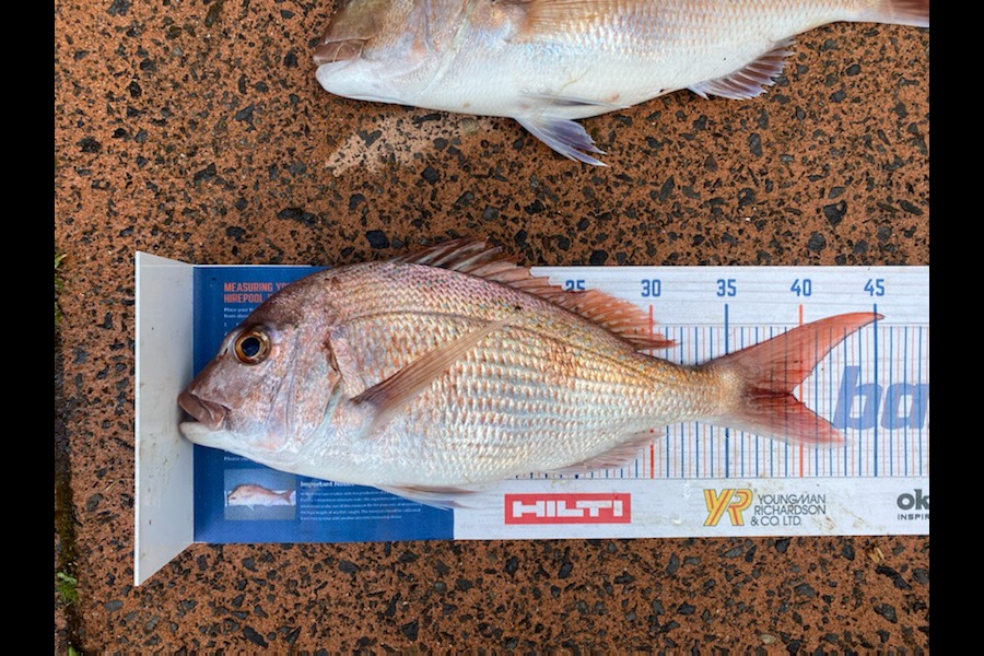 Shawn Beer caught this 39.5cm Snapper at Pauanui  during The Export NZ Fishing Competition