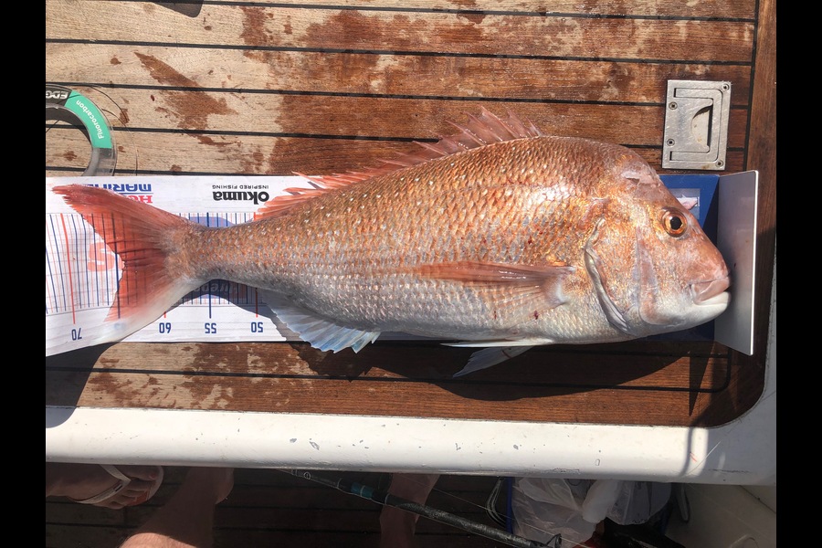 Patrick Lennon caught this 64cm Snapper at Great Barrier, Pinnacles during The Export NZ Fishing Competition