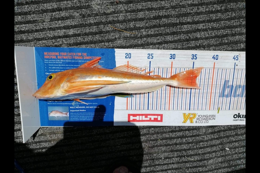 Stephanie King caught this 36cm Gurnard at Ruakaka  during The Export NZ Fishing Competition