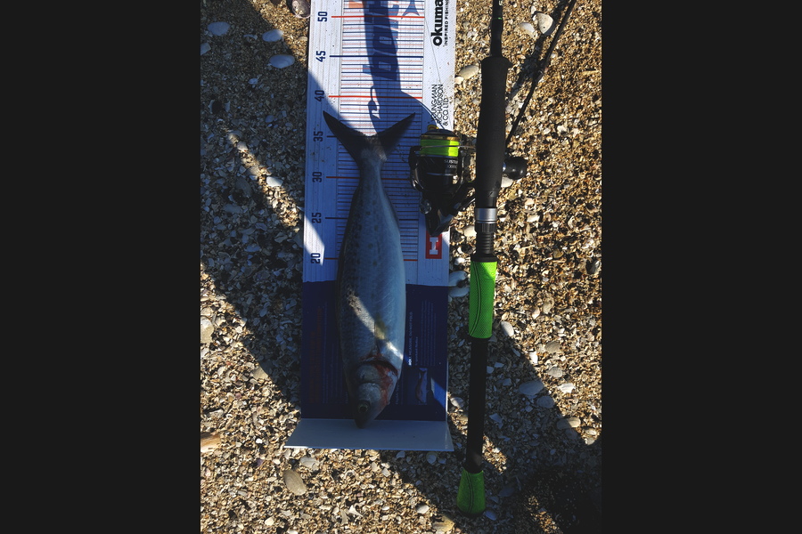 Karl Bogue caught this 35cm Kahawai at Hauraki gulf during The Export NZ Fishing Competition