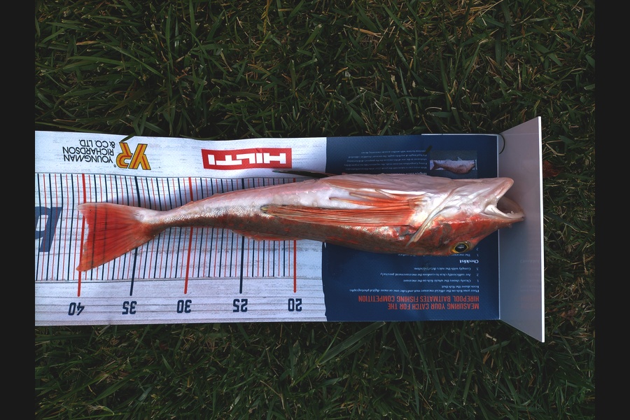 Ian Cooke caught this 39.5cm Gurnard at Kawau during The Export NZ Fishing Competition