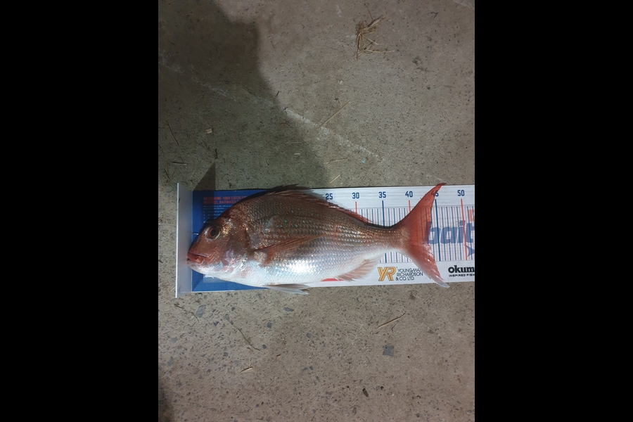 Carl Richmond caught this 43.0cm Snapper at Thames  during The Export NZ Fishing Competition