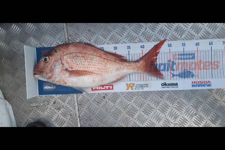 Russell Blomquist caught this 44.0cm Snapper at Whangarei during The Export NZ Fishing Competition