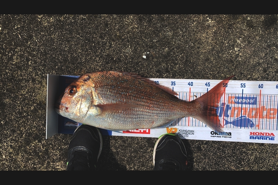 Stephen Smith caught this 47.5cm Snapper at Thames during The Export NZ Fishing Competition