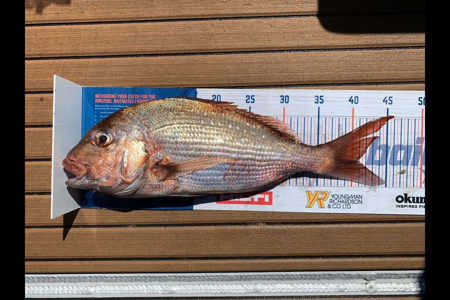 Charles Peters caught this 40.5cm Snapper at Motiti during The Export NZ Fishing Competition