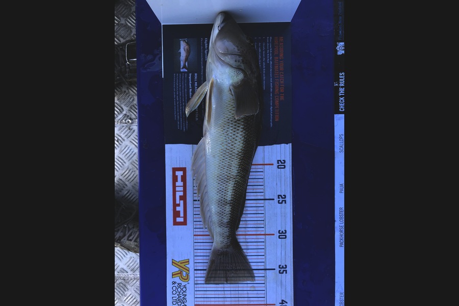 Bob Lewis caught this 37cm Blue Cod at Motiti Island during The Export NZ Fishing Competition
