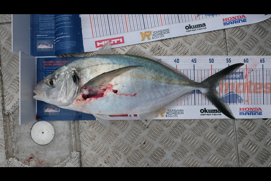Clinton Emtage caught this 51.0cm Trevally at Glinks gully during The Export NZ Fishing Competition