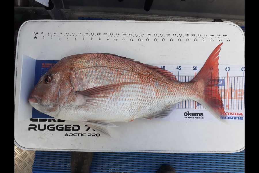 REECE TAWHARU caught this 57cm Snapper at Foxton during The Export NZ Fishing Competition