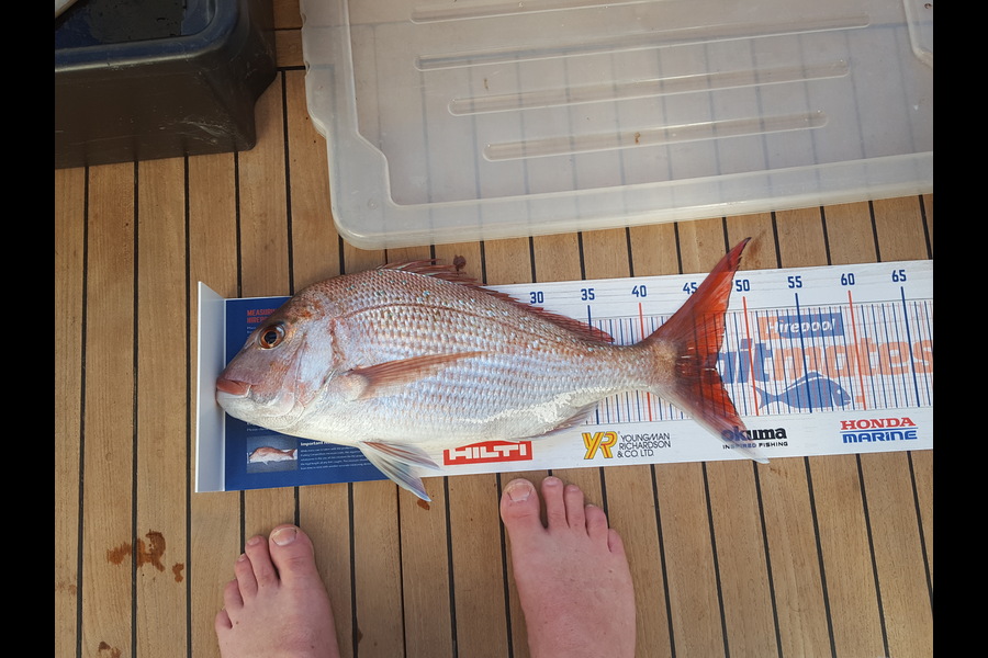 Graham Welsh caught this 46.5cm Snapper at Firth of Thames during The Export NZ Fishing Competition