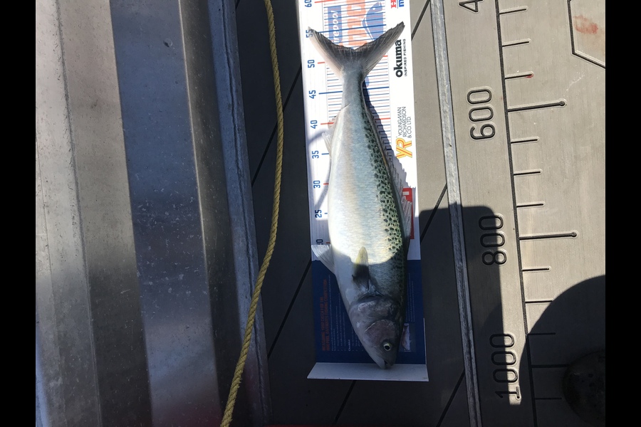 David Monagan caught this 51.5cm Kahawai at Pourerere  during The Export NZ Fishing Competition