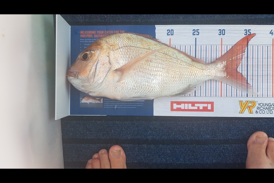 Glenn Lucas caught this 33cm Snapper at Kawau during The Export NZ Fishing Competition