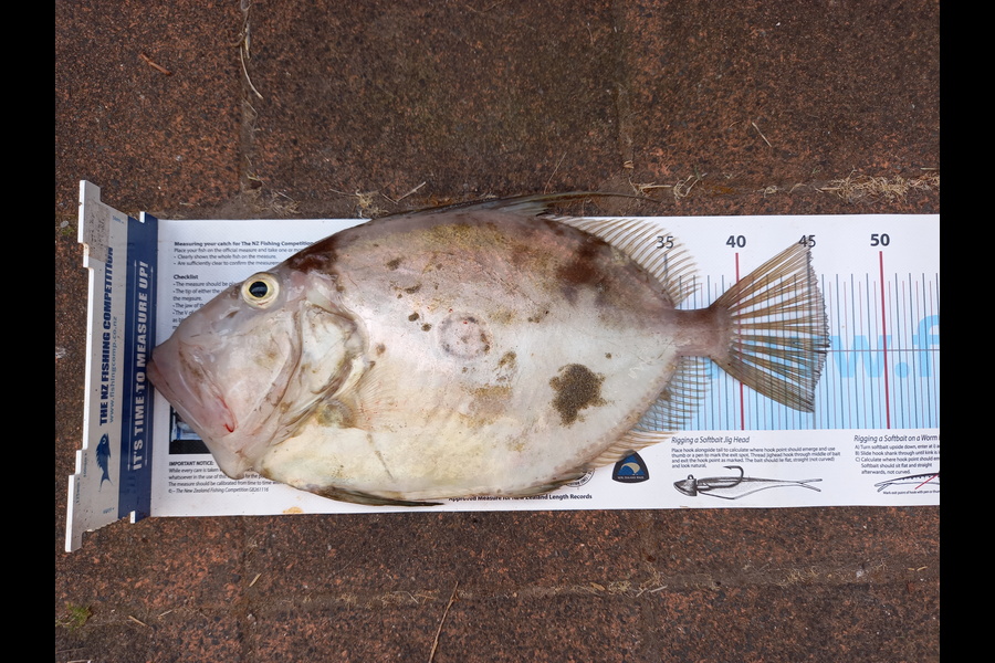 Andrew Straker caught this 46cm John Dory at Papamoa  during The Export NZ Fishing Competition