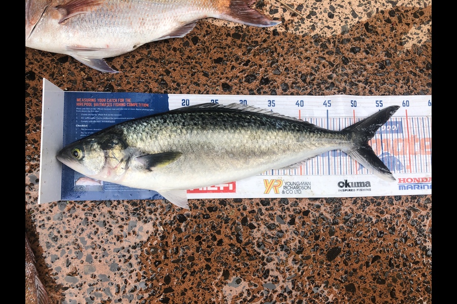 Shawn Beer caught this 52.5cm Kahawai at Pauanui  during The Export NZ Fishing Competition