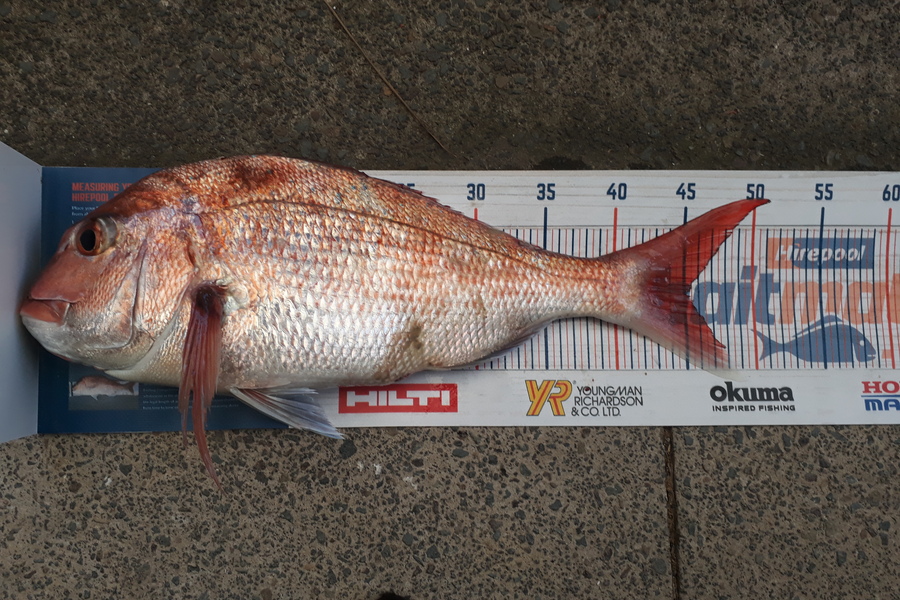 Greg Schimanski caught this 45cm Snapper at Whangaparaoa  during The Export NZ Fishing Competition