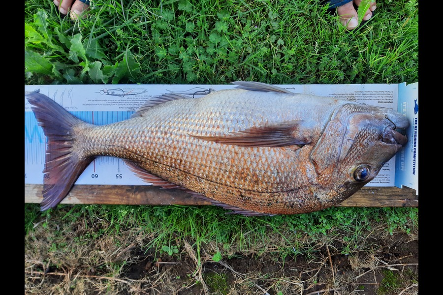 Raymond Marychurch caught this 69.0cm Snapper at Kaipara during The Export NZ Fishing Competition