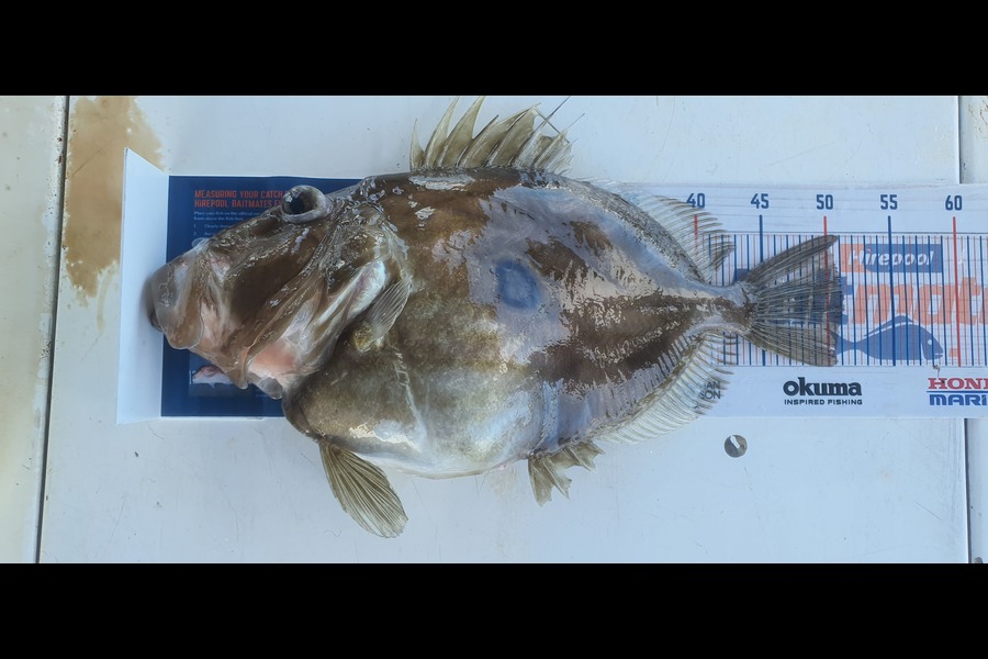 Alex Betteridge caught this 51cm John Dory at Kapiti  during The Export NZ Fishing Competition