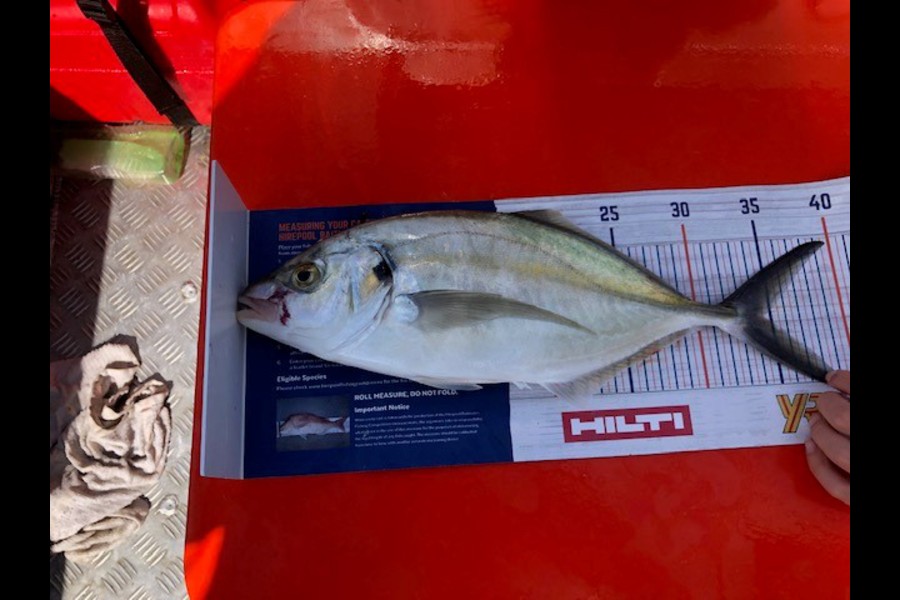 Dan Balasoglou caught this 34.5cm Trevally at East coast bays during The Export NZ Fishing Competition