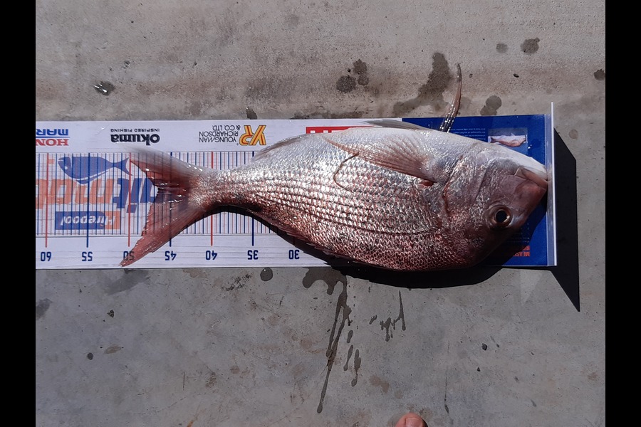 Luke Reneti caught this 46.5cm Snapper at Coromandel during The Export NZ Fishing Competition