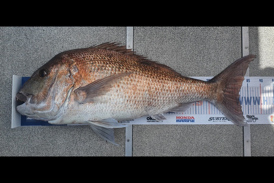 Kristian Borgolte caught this 81.5cm Snapper at Great Barrier during The Export NZ Fishing Competition