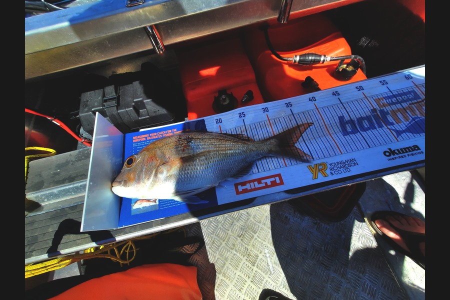 Mark Devantier  caught this 32.5cm Snapper at Firth of Thames during The Export NZ Fishing Competition