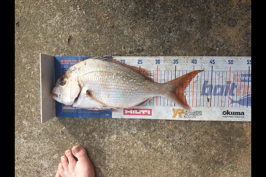 Tayler Flavell caught this 38.0cm Snapper at manukau during The Export NZ Fishing Competition
