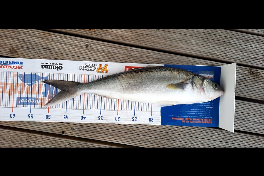 Mike Rivers caught this 46.5cm Kahawai at Whakatane during The Export NZ Fishing Competition