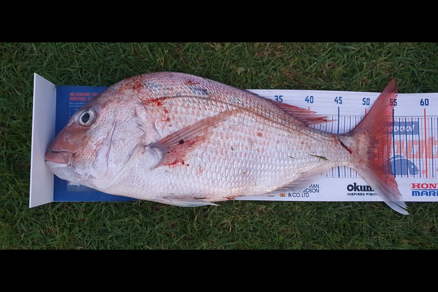 kelly russell caught this 54.5cm Snapper at Mokau  during The Export NZ Fishing Competition