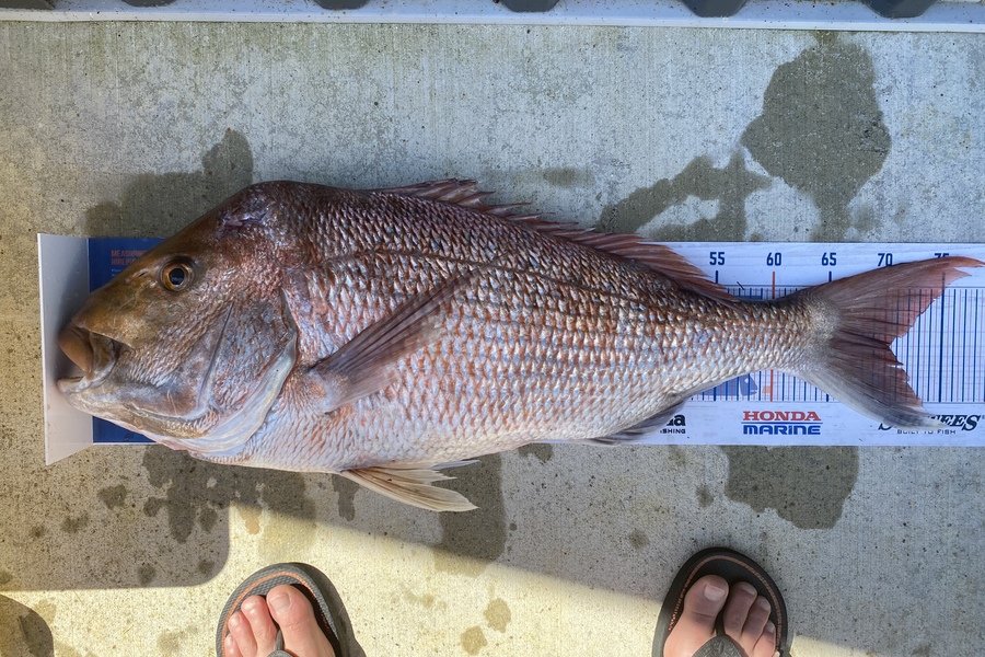 Phill Moody caught this 70cm Snapper at Firth of Thames during The Export NZ Fishing Competition
