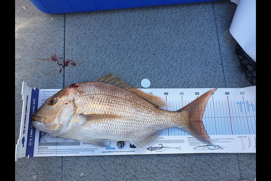 Richard Koekemoer caught this 50cm Snapper at Firth of Thames during The Export NZ Fishing Competition