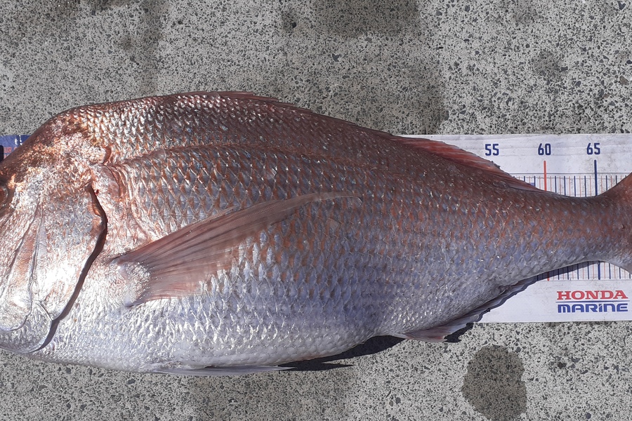Shane Reynolds caught this 75.5cm Snapper at Brampton reef-BOI during The Export NZ Fishing Competition