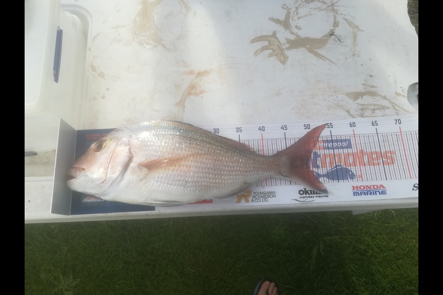 Matt Cornelder caught this 48.5cm Snapper at Tauranga  during The Export NZ Fishing Competition