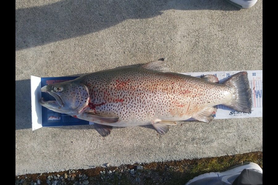 Brad Perry caught this 78.5cm Trout at Twizel  during The Export NZ Fishing Competition