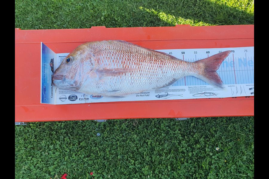 Ivo Jurisich caught this 62.5cm Snapper at kaipara harbour over the bar during The Export NZ Fishing Competition