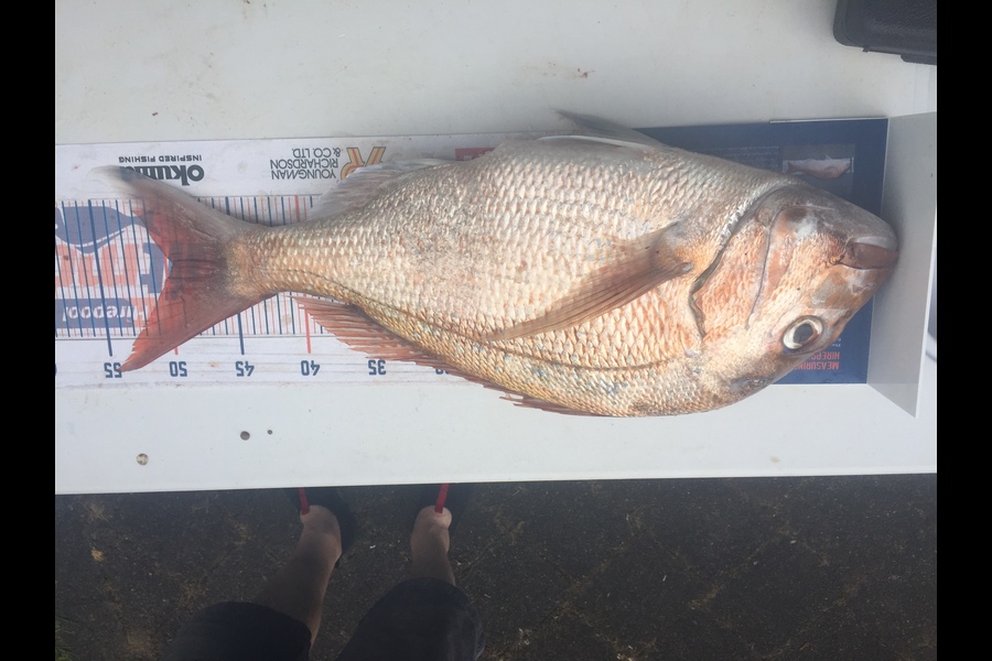 Jeffrey Rich caught this 49.5cm Snapper at Raglan during The Export NZ Fishing Competition
