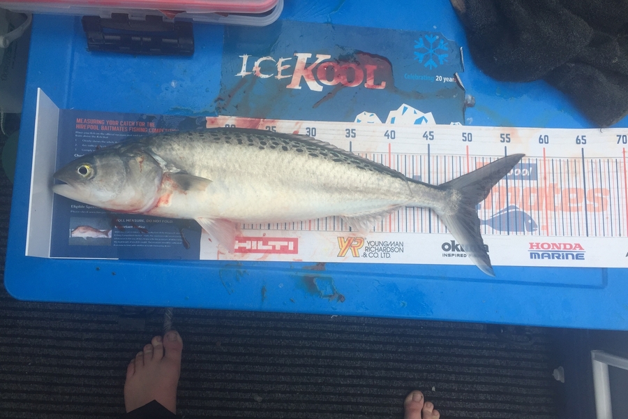 Jeffrey Rich caught this 50.5cm Kahawai at Raglan during The Export NZ Fishing Competition