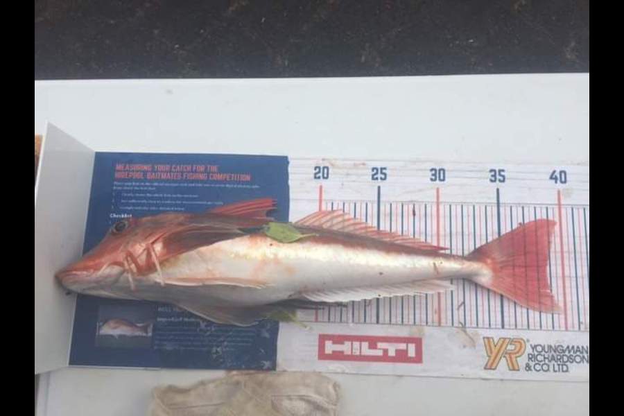 Shaun Rich caught this 38.5cm Gurnard at Raglan during The Export NZ Fishing Competition