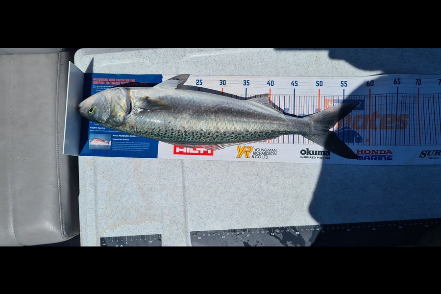 Oto Tamarama caught this 52.0cm Kahawai at Gisborne during The Export NZ Fishing Competition