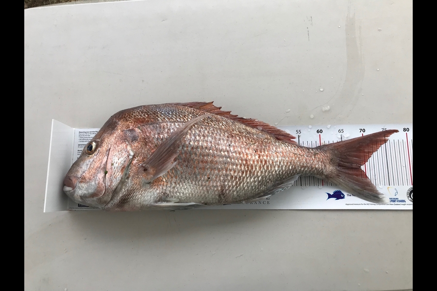 Ben Mackie  caught this 68.5cm Snapper at Raglan 50m during The Export NZ Fishing Competition