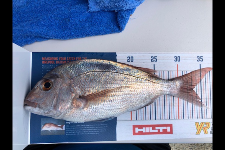 Tom Whitaker caught this 33.0cm Snapper at Tiri, Auckland during The Export NZ Fishing Competition