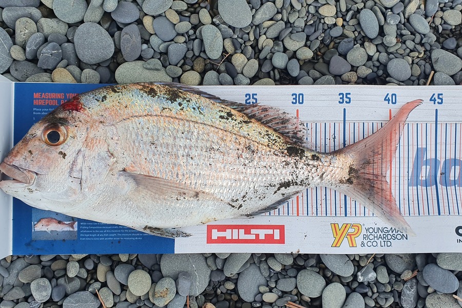 Jared Check caught this 39.5cm Snapper at Hawai during The Export NZ Fishing Competition