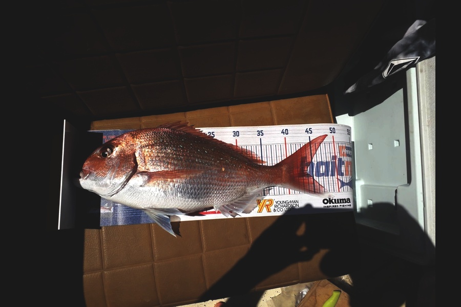 Gavin Shaw caught this 43.5cm Snapper at Northland during The Export NZ Fishing Competition