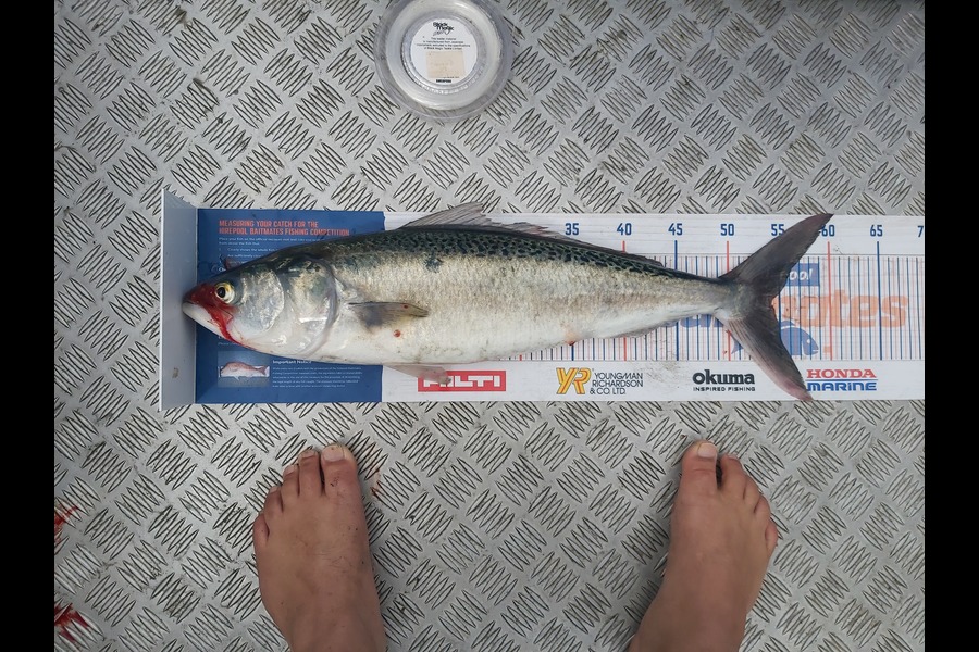Laurence Papuni caught this 54cm Kahawai at Opotiki during The Export NZ Fishing Competition