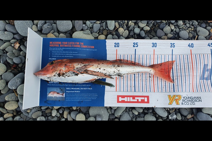 Jared Check caught this 34.5cm Gurnard at Hawai during The Export NZ Fishing Competition