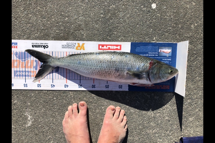 Amber Raudon caught this 48.5cm Kahawai at Te arai beach during The Export NZ Fishing Competition