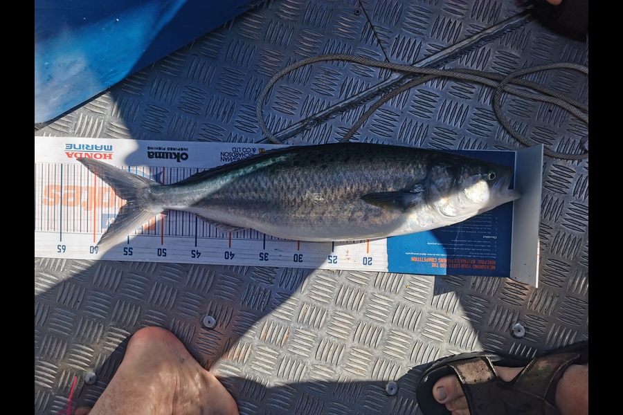 Peter Barker caught this 55cm Kahawai at Whangamata during The Export NZ Fishing Competition