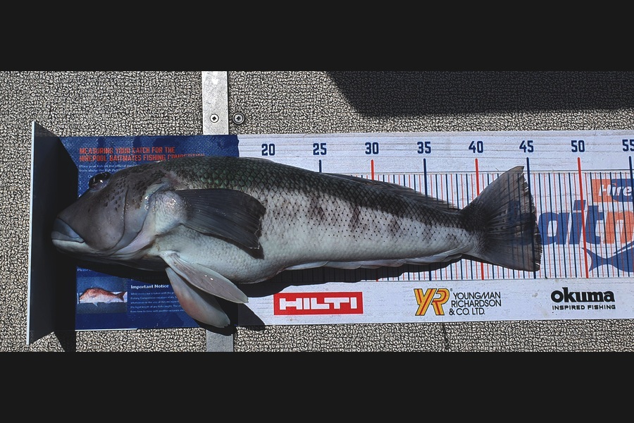 Kristian Borgolte caught this 45.5cm Blue Cod at Great Barrier during The Export NZ Fishing Competition