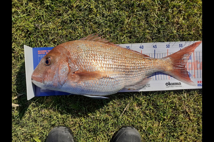 William Askham caught this 56.5cm Snapper at Mercury Islands during The Export NZ Fishing Competition