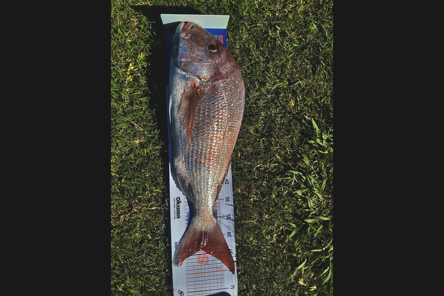 Gavin Logan caught this 63.5cm Snapper at Mercury Island  during The Export NZ Fishing Competition